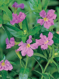 Cuphea Mauve (Cuphea Robs)