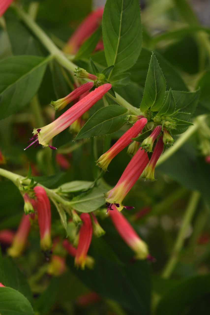 Cuphea (Cuphea Honeybells)