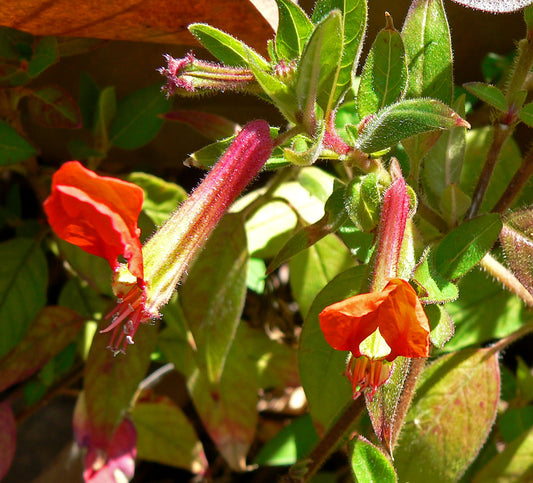 Assorted (Cuphea spp.)