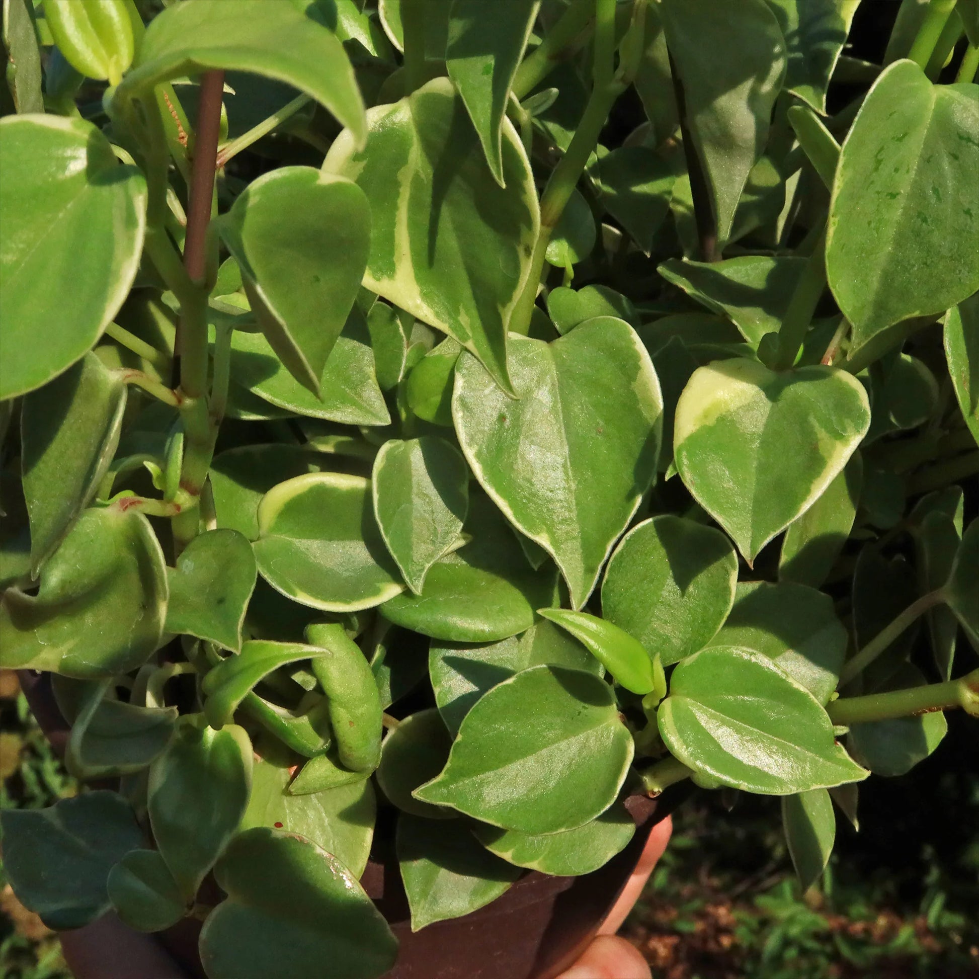 Peperomia Variegated Cupid (Peperomia scandens)
