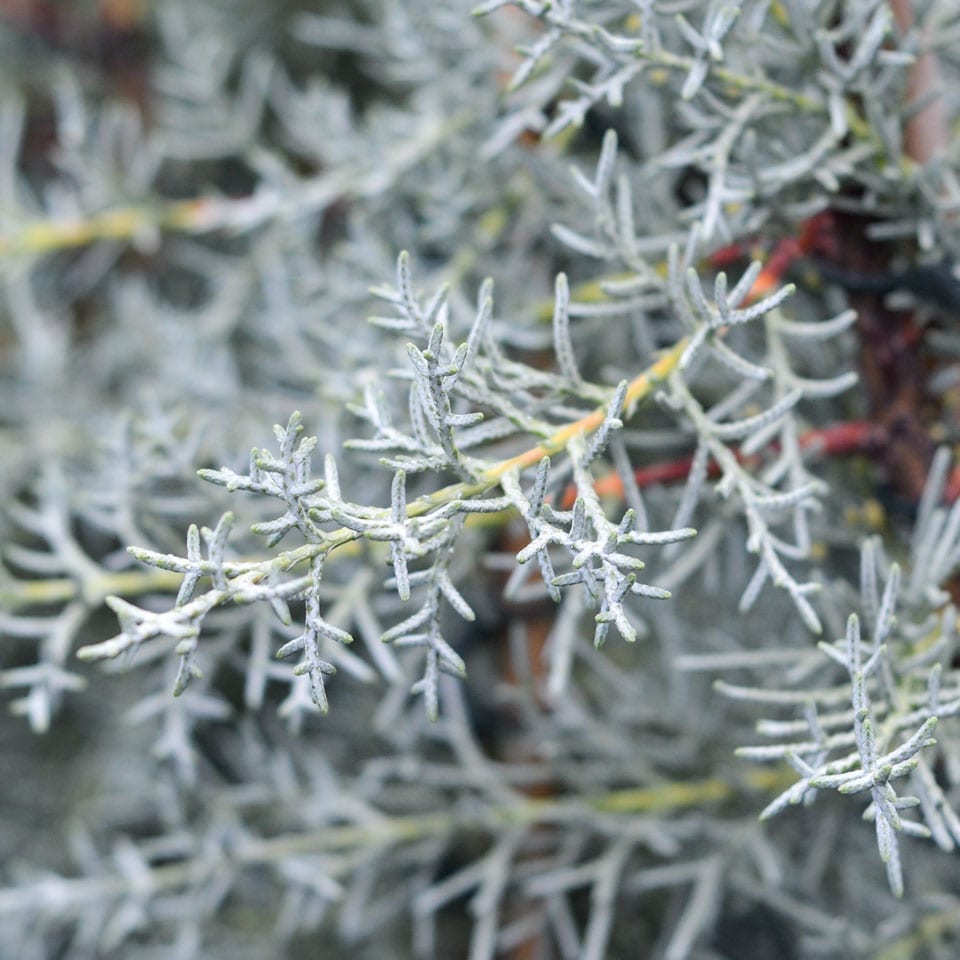 Arizona Cypress Blue Ice (Cupressus glabra) - Ladybird Nursery