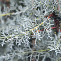 Arizona Cypress Blue Ice (Cupressus glabra)