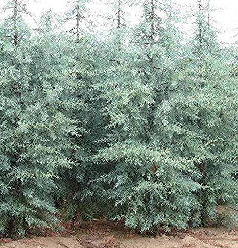 Arizona Cypress Blue Ice (Cupressus glabra) - Ladybird Nursery