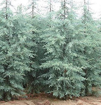 Arizona Cypress Blue Ice (Cupressus glabra)