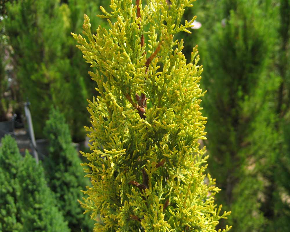 Italian Cypress Swanes Gold (Cupressus sempervirens)