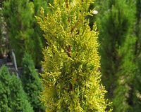 Italian Cypress Swanes Gold (Cupressus sempervirens) - Ladybird Nursery