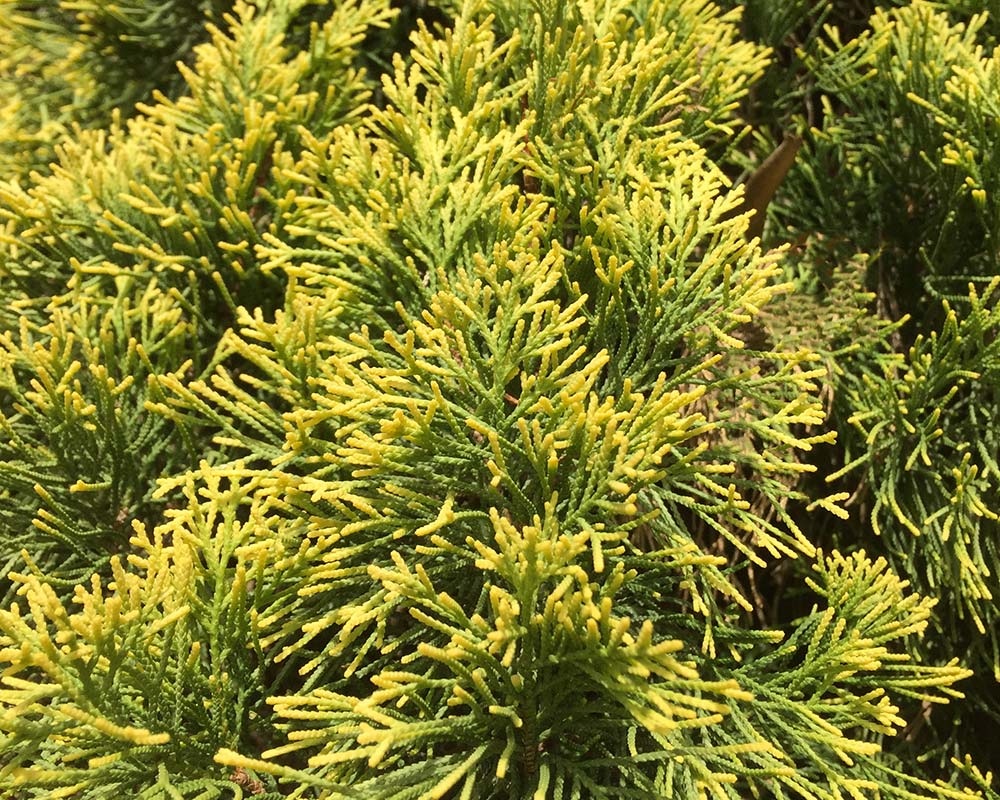 Italian Cypress Swanes Gold (Cupressus sempervirens)