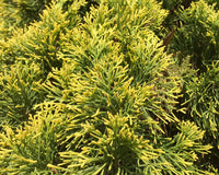 Italian Cypress Swanes Gold (Cupressus sempervirens)