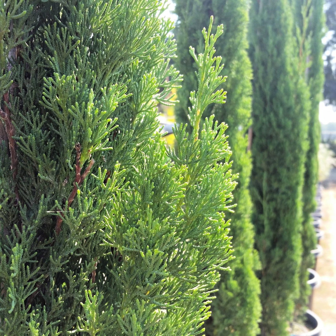 Italian Cypress (Cupressus sempervirens) - Ladybird Nursery