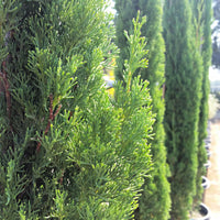 Italian Cypress (Cupressus sempervirens)