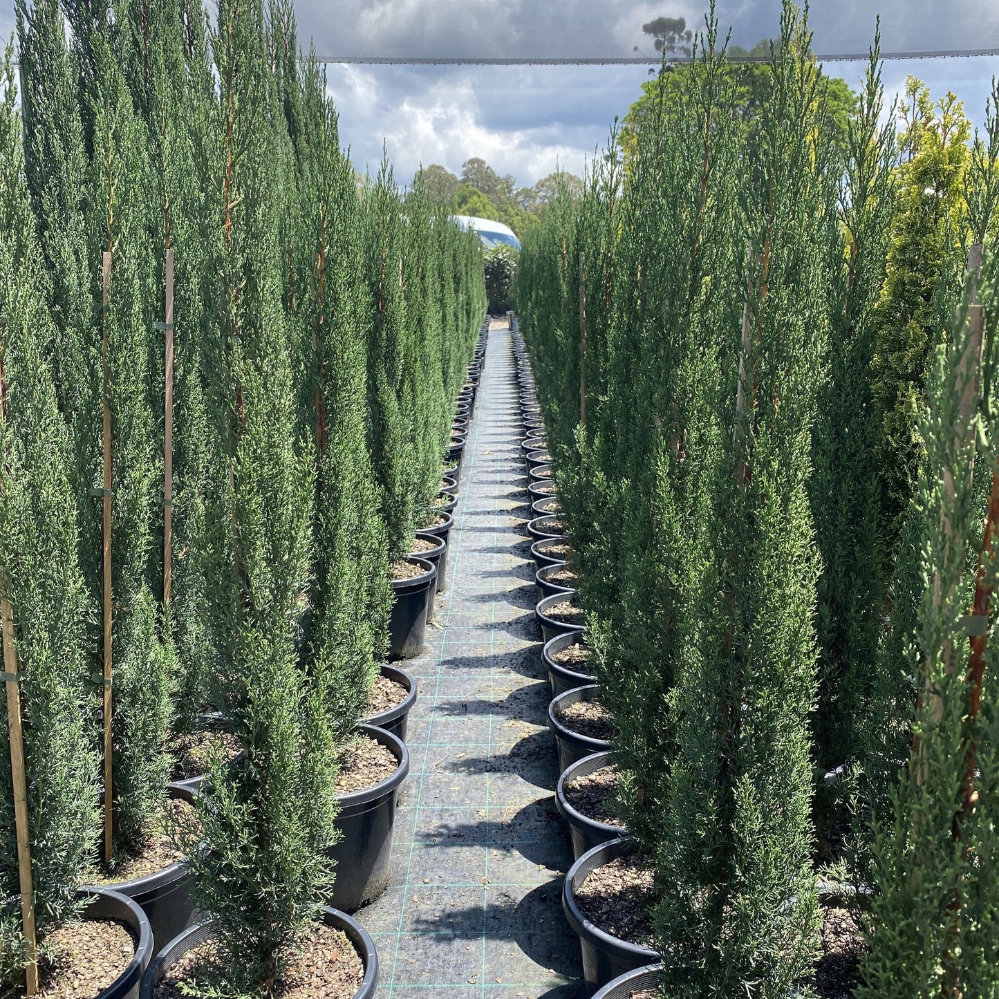 Italian Cypress Nitschkes Needles (Cupressus sempervirens)