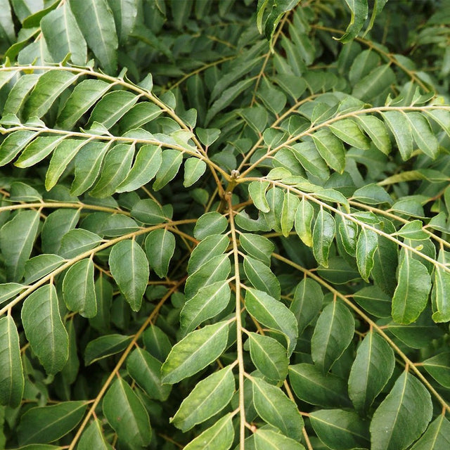 Curry Tree (Murraya koenigii) Fruit Tree – Buy Now! – Ladybird Nursery