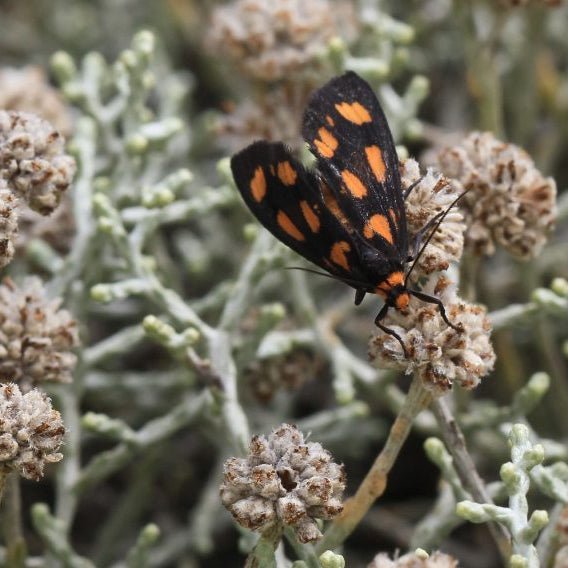 Cushion Bush (Leucophyta brownii) - Ladybird Nursery