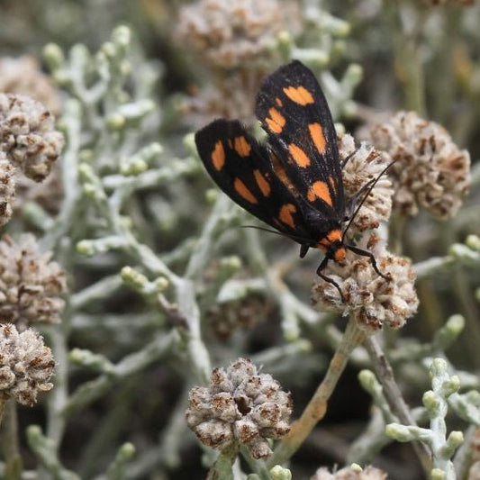 Cushion Bush (Leucophyta brownii) - Ladybird Nursery