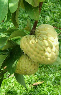 African Pride Custard Apple