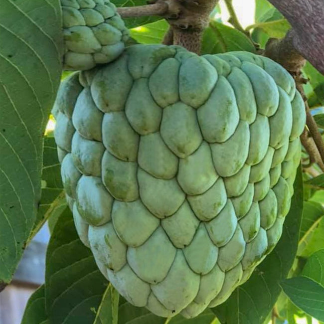 Custard Apple Geffner