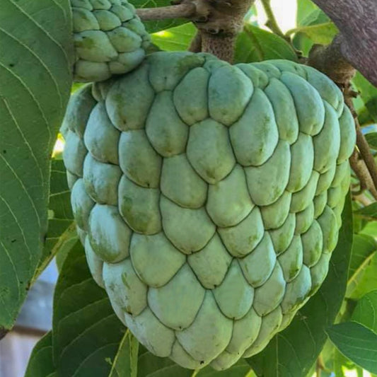 Custard Apple Geffner