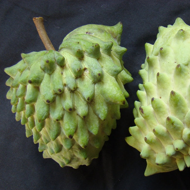 Custard Apple Geffner