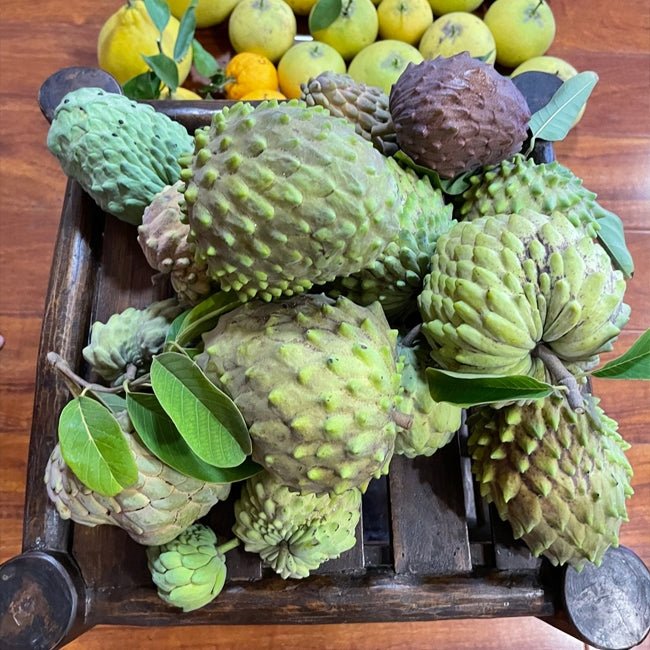 Custard Apple Geffner - Ladybird Nursery