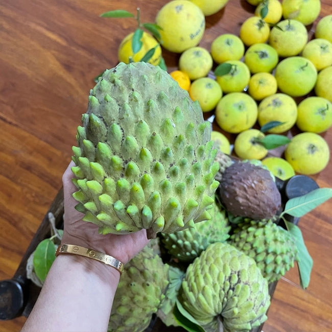 Custard Apple Geffner