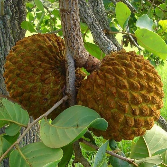 Custard Apple Late Gold - Ladybird Nursery
