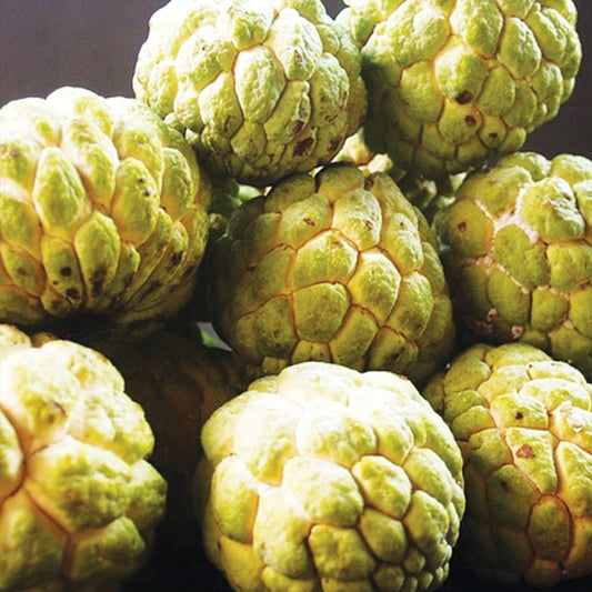 Custard Apple Maroochydore Gold