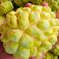 Custard Apple Maroochydore Gold
