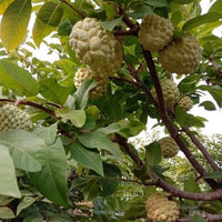 Custard Apple Maroochydore Gold - Ladybird Nursery
