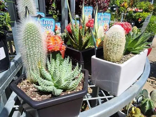 White Siam Princess (Euphorbia Siam)