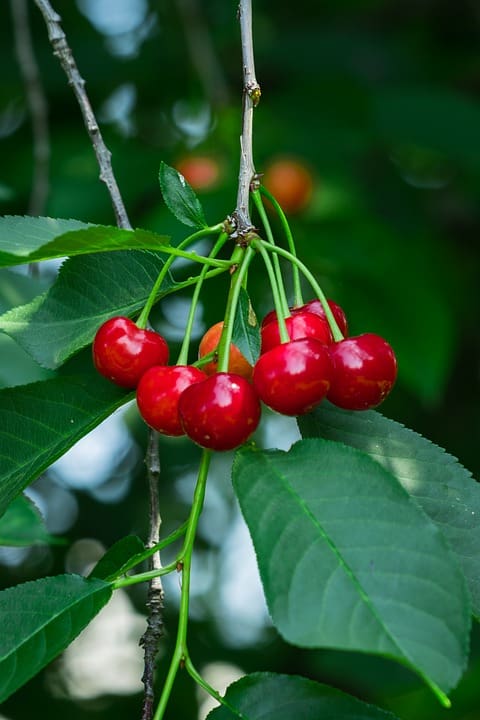 Sour Cherry Morello (Prunus cerasus)
