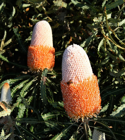 Acorn Banksia (Banksia prionotes)