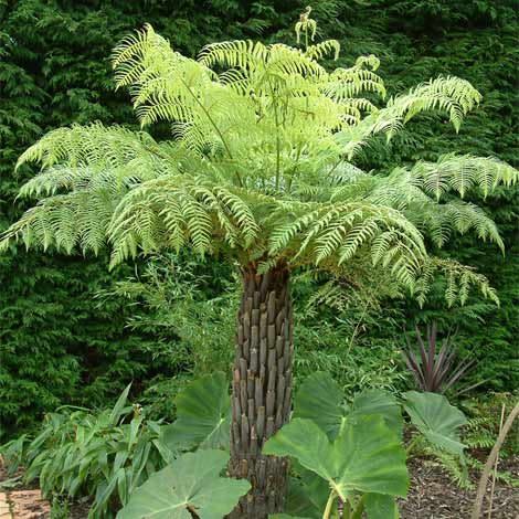 Rough Tree Fern (Cyathea australis) - Ladybird Nursery