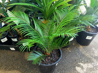 Cycad Revoluta