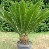 Sago Palm (Cycas revoluta) - Ladybird Nursery