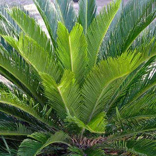 Sago Palm (Cycas revoluta) - Ladybird Nursery