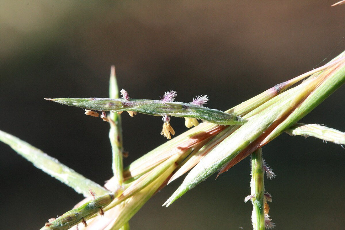 Barbed Wire Grass (Cymbopogon refractus) - Ladybird Nursery