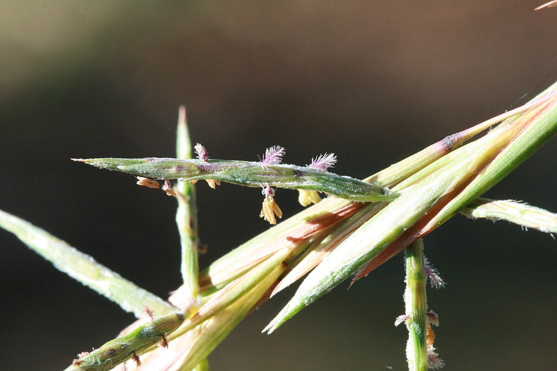 Barbed Wire Grass (Cymbopogon refractus)