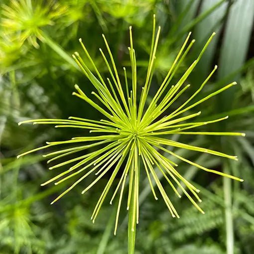 Dwarf Papyrus nanus (Cyperus papyrus) - Ladybird Nursery