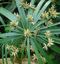Umbrella Sedge (Cyperus alternifolius)