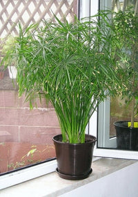 Umbrella Sedge (Cyperus alternifolius) - Ladybird Nursery