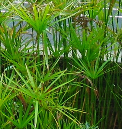 Umbrella Sedge (Cyperus alternifolius)