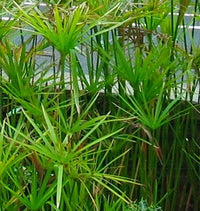 Umbrella Sedge (Cyperus alternifolius) - Ladybird Nursery