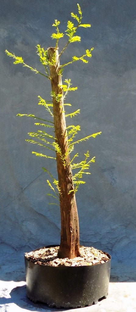 Bonsai Starter Bald Cypress (Taxodium distichum) - Ladybird Nursery