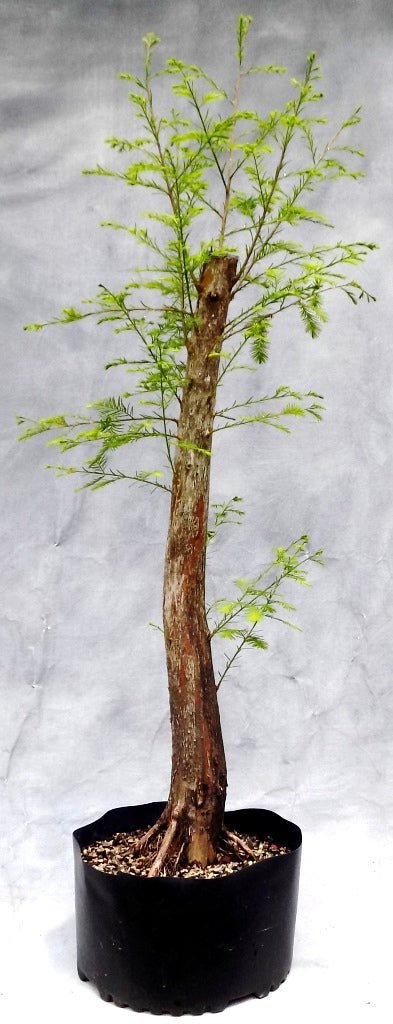 Bonsai Starter Bald Cypress (Taxodium distichum) - Ladybird Nursery