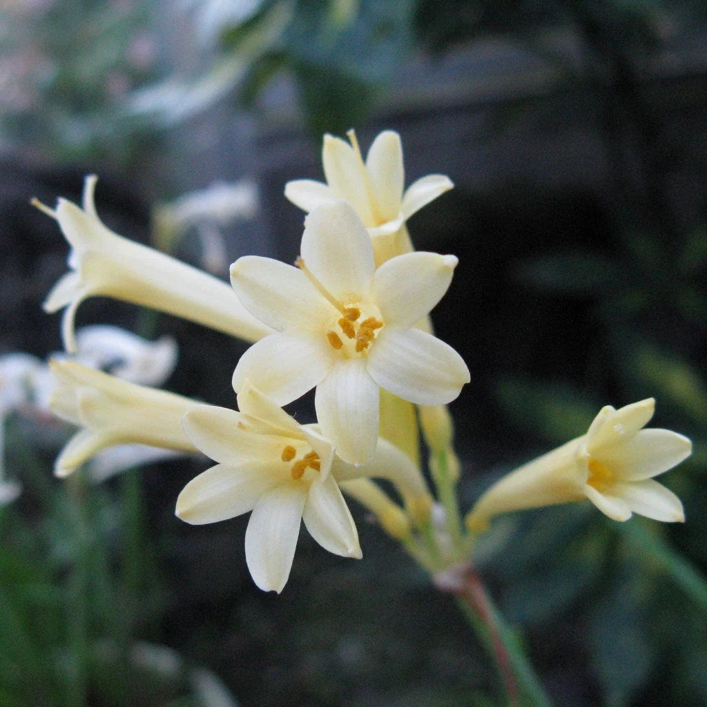 White Ifafa Lily Alba (Cyrtanthus mackenii)