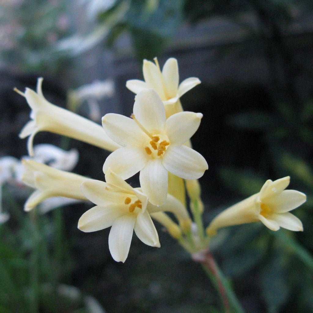White Ifafa Lily Alba (Cyrtanthus mackenii) - Ladybird Nursery