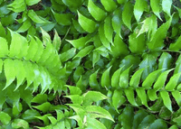Holly Fern (Cyrtomium falcatum)