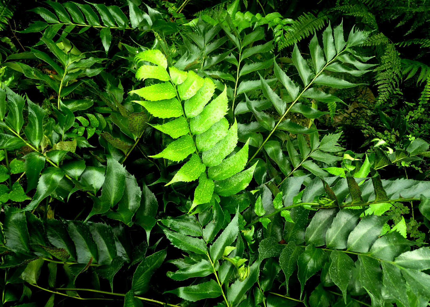 Holly Fern (Cyrtomium falcatum)