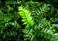 Holly Fern (Cyrtomium falcatum) - Ladybird Nursery