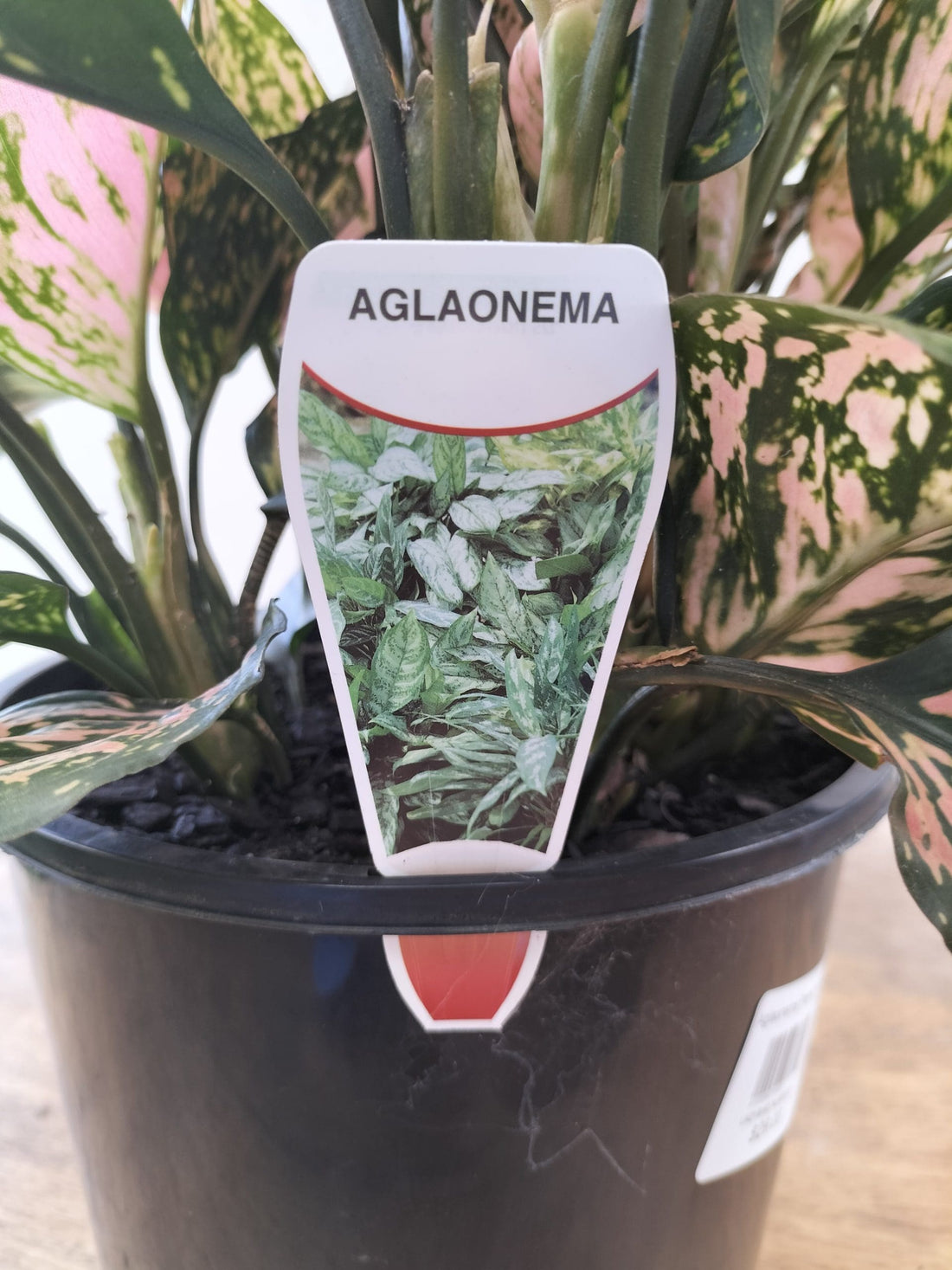 Aglaonema Shade or Indoor Plant - Ladybird Nursery
